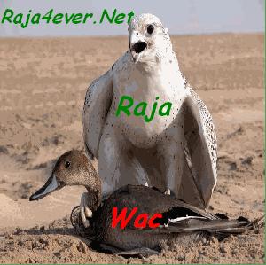 dima RAJA